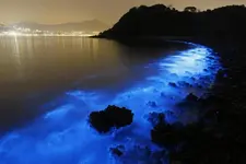 noctiluca.webp