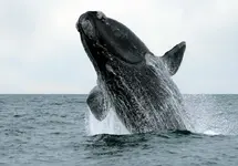 Argentina. Patagonia. Provincia de  Chubut. Puerto Madryn.  Ballena Franca Austral.webp