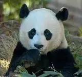 Osito Panda.webp