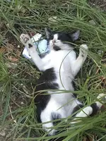Gato.webp