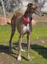 galgo.webp galgo.webp