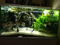 acuario.webp
