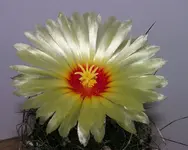 Astrophytum_capricorne-2_flor_DSCN6269.webp