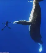 ballena.webp
