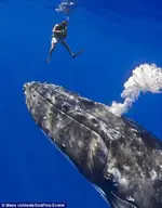 ballena-saluda-buzos-070514-5_0.webp