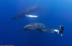 ballena-saluda-buzos-070514-5_1.webp