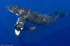 ballena-saluda-buzos-070514-5_2.webp