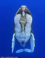 ballena-saluda-buzos-070514-5.webp