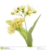 flor-amarilla-del-tilo-25182579.webp
