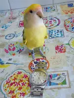 4dff7a72e2a37533fcb8508d69a03bba.webp