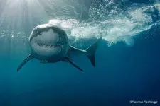1378286_10151979815499919_948501121_n.webp