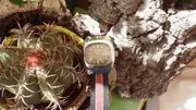 IMGP2208.webp