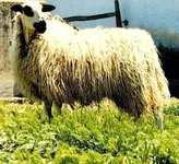 oveja-churra.webp