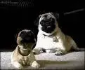 pug.webp