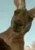 kangaroo.webp