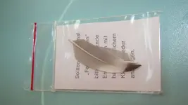 pisacorbata 3.webp