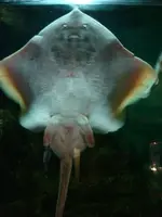 073 Mar del Plata - Museo del Mar 20-9.webp