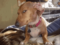 IMG_3286.gif