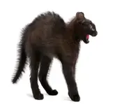 gato_enfadado-830x712.webp