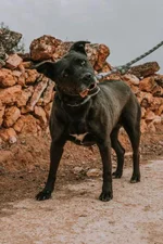 IMG_6595.webp IMG_6595.webp