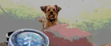 20170825_084157.webp