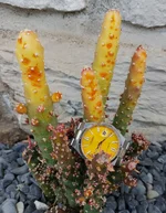 20260308_105255.webp