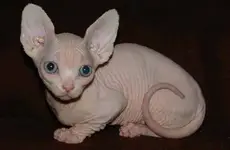 Bambino.webp
