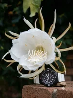 flor de verano.webp