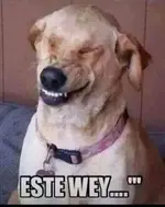 zjajaja este we.webp