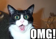 omg-gato--644x450.webp