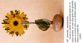 girasoles_46 90º.webp