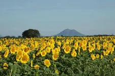 Argentina . Cordoba. Volcán Yerba Buena y campo de girasoles.webp