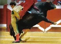 Jose Tomas.webp