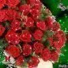 ramo rosas animadas.webp