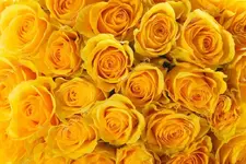 depositphotos_40919395-stock-photo-yellow-roses.webp