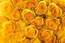 depositphotos_40919395-stock-photo-yellow-roses.jpg