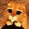 gato_shrek.webp