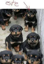 0000.webp
