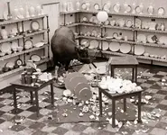 8b507eb80e822a2e14aac5f1d5cf7f72--china-shop-a-bull.webp