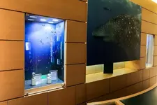 Rolex&Perodri-0077 (1).webp