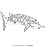 stock-vector-coloring-page-of-cartoon-sturgeon-fish-coloring-book-design-for-kids-and-childre...webp
