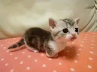 gatito5584864.webp