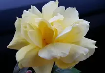2018-03-23 11.04.58.webp