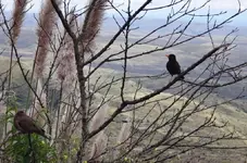 Pajaritos en las montañas.webp