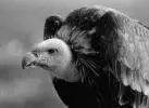 buitre.webp
