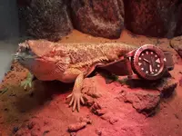 20180402_191732.webp