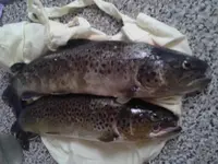 20170706_221332.webp