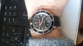 Comandirskie-bisel_ Amphibia.webp