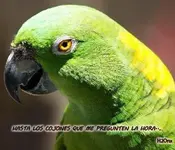 como-se-reproducen-los-loros.webp