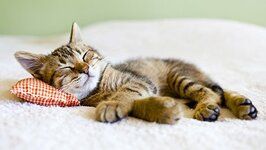 gatito-durmiendo feliz-en-cama.jpg